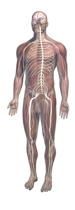 nervous system graphic